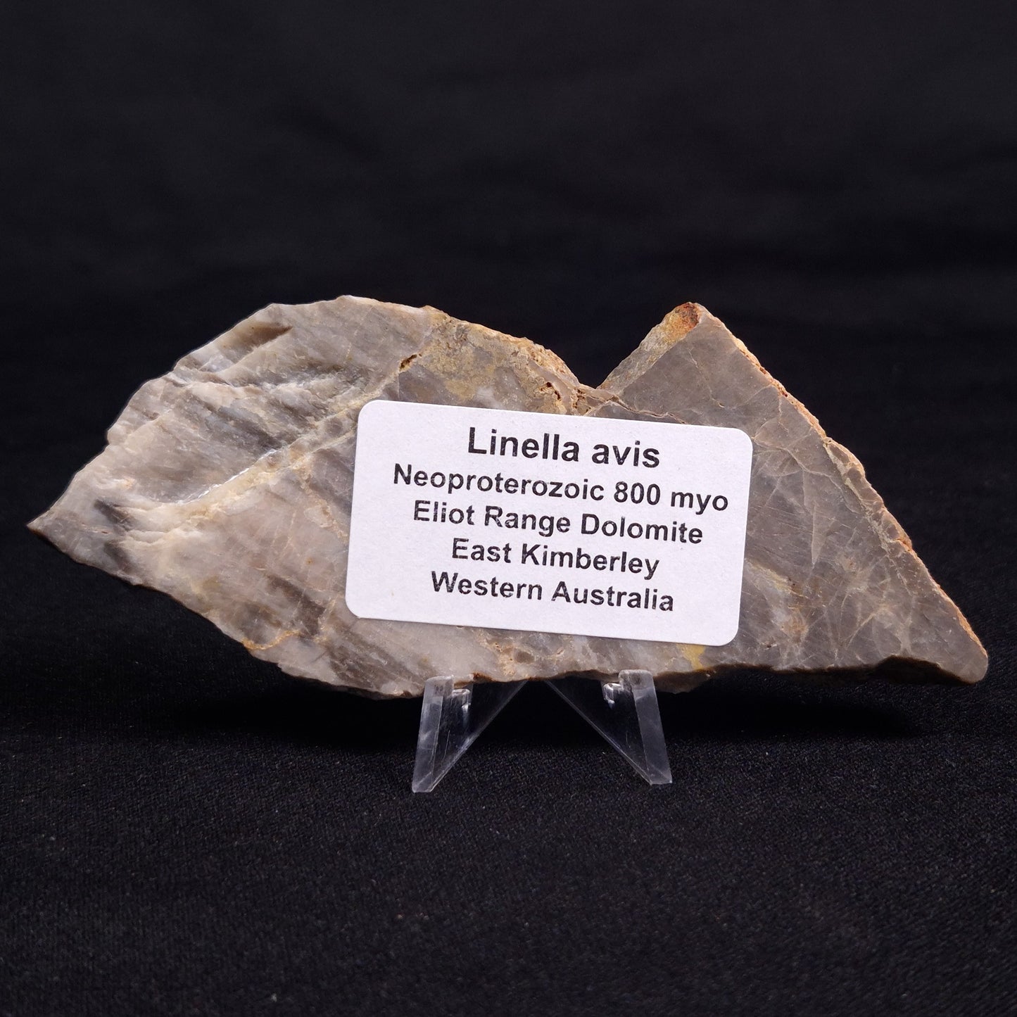 LINELLA AVIS STROMATOLITE, Neoproterozoic, Australia ZLA055