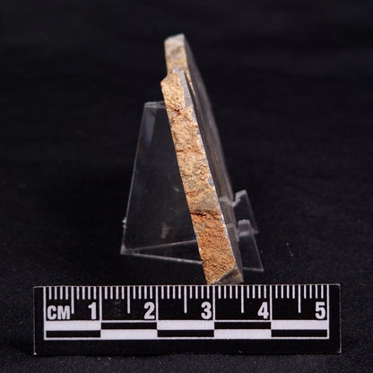 LINELLA AVIS STROMATOLITE, Neoproterozoic, Australia ZLA055