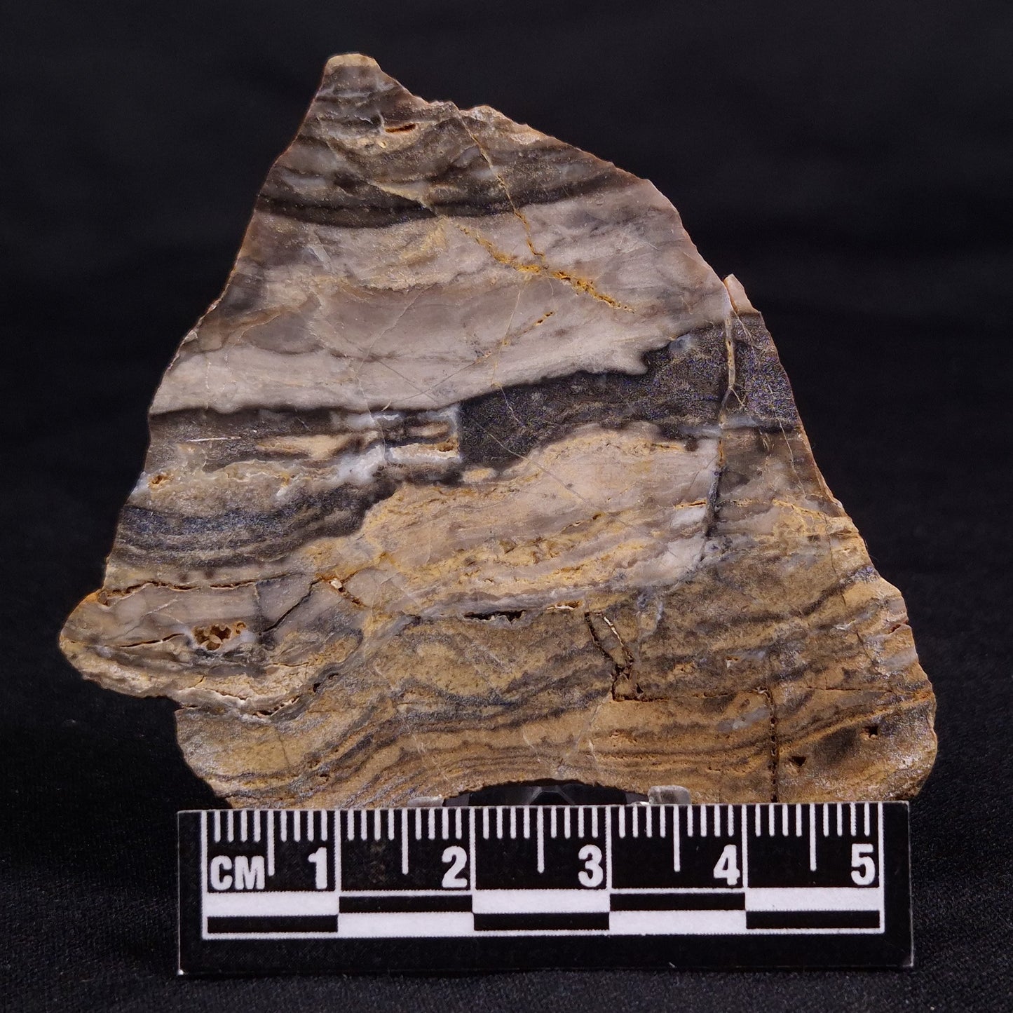 LINELLA AVIS STROMATOLITE, Neoproterozoic, Australia ZLA056