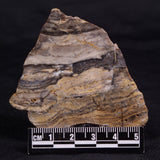 LINELLA AVIS STROMATOLITE, Neoproterozoic, Australia ZLA056