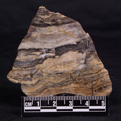 LINELLA AVIS STROMATOLITE, Neoproterozoic, Australia ZLA056
