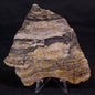 LINELLA AVIS STROMATOLITE, Neoproterozoic, Australia ZLA056