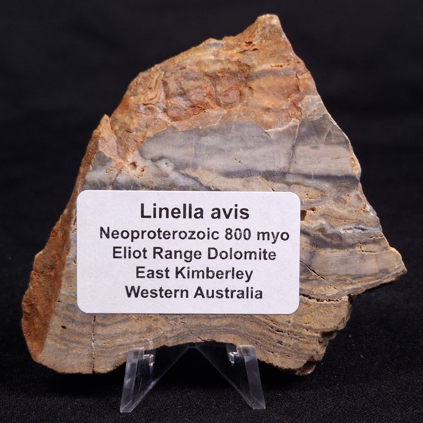 LINELLA AVIS STROMATOLITE, Neoproterozoic, Australia ZLA056