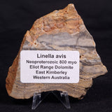LINELLA AVIS STROMATOLITE, Neoproterozoic, Australia ZLA056