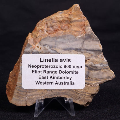 LINELLA AVIS STROMATOLITE, Neoproterozoic, Australia ZLA056