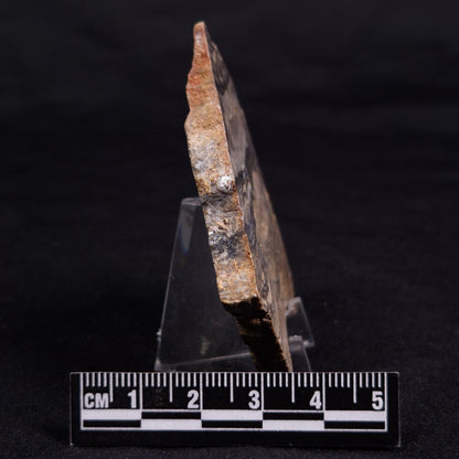 LINELLA AVIS STROMATOLITE, Neoproterozoic, Australia ZLA056