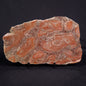 ACACIELLA AUSTRALICA STROMATOLITE, Proterozoic, Australia ZAA012
