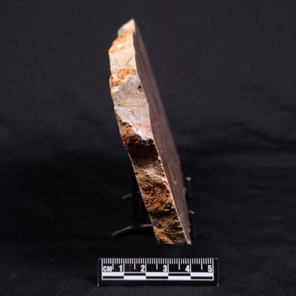 ACACIELLA AUSTRALICA STROMATOLITE, Proterozoic, Australia ZAA012