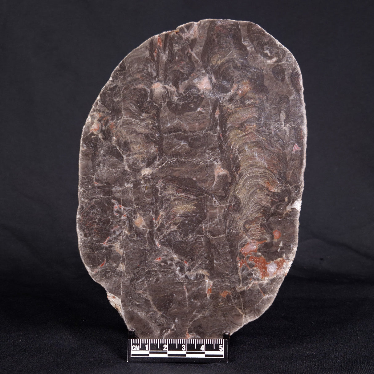 ACACIELLA AUSTRALICA STROMATOLITE, Proterozoic, Australia ZAA013