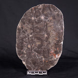 ACACIELLA AUSTRALICA STROMATOLITE, Proterozoic, Australia ZAA013