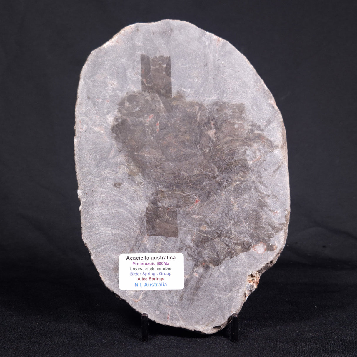 ACACIELLA AUSTRALICA STROMATOLITE, Proterozoic, Australia ZAA013