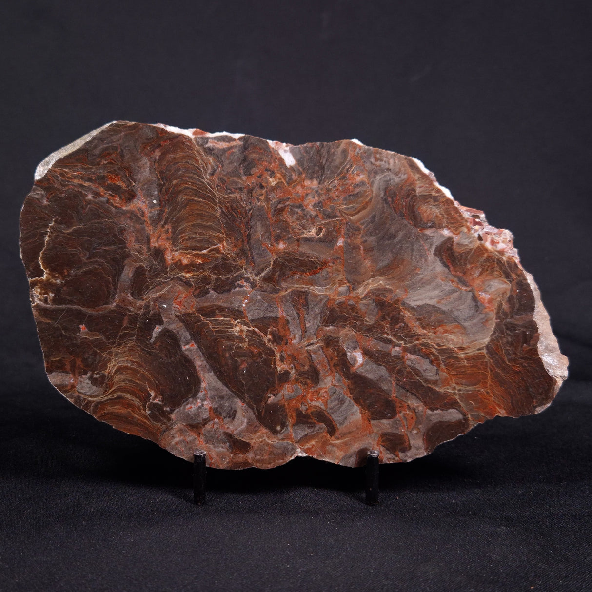 ACACIELLA AUSTRALICA STROMATOLITE, Proterozoic, Australia ZAA014