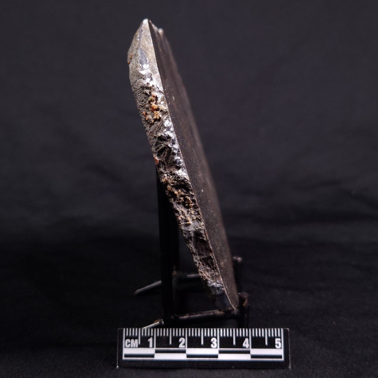 ACACIELLA AUSTRALICA STROMATOLITE, Proterozoic, Australia ZAA014