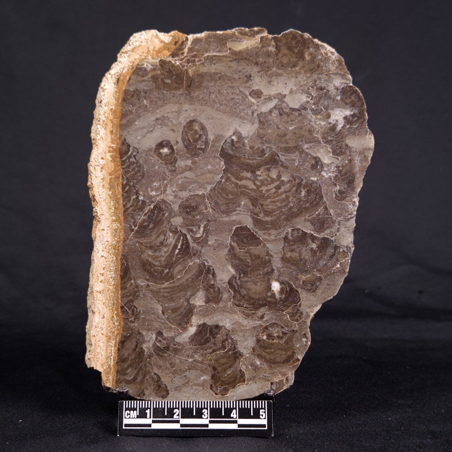 ACACIELLA AUSTRALICA STROMATOLITE, Proterozoic, Australia ZAA015