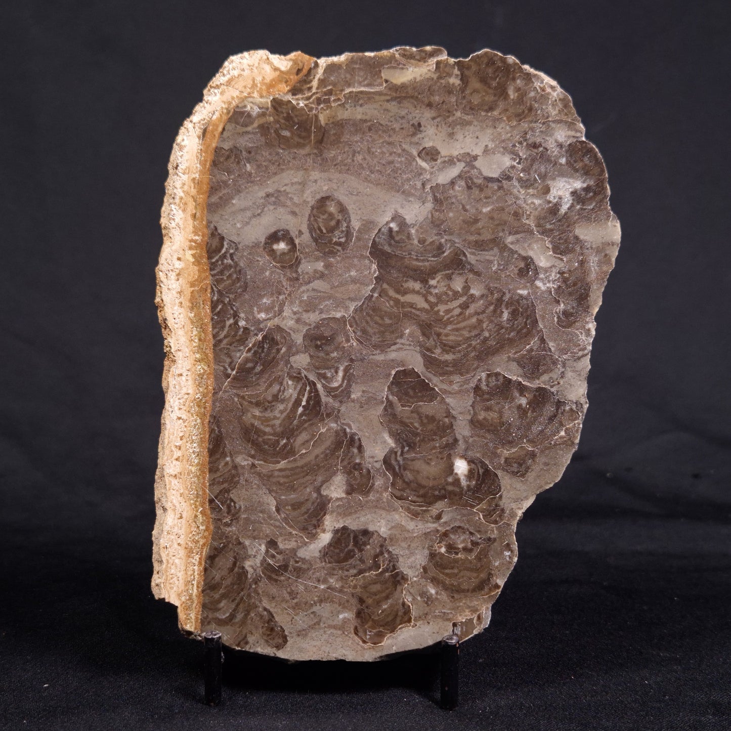 ACACIELLA AUSTRALICA STROMATOLITE, Proterozoic, Australia ZAA015