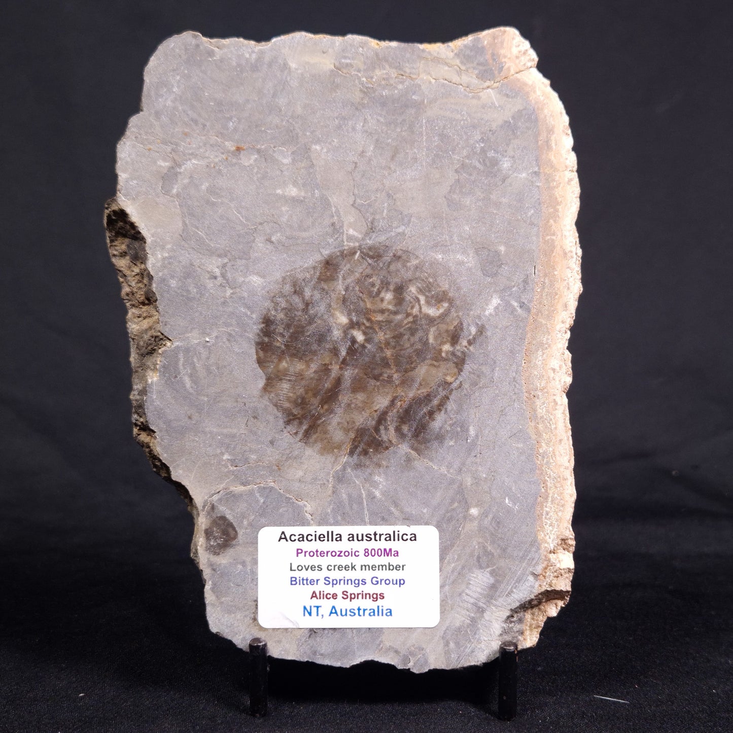 ACACIELLA AUSTRALICA STROMATOLITE, Proterozoic, Australia ZAA015