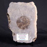 ACACIELLA AUSTRALICA STROMATOLITE, Proterozoic, Australia ZAA015