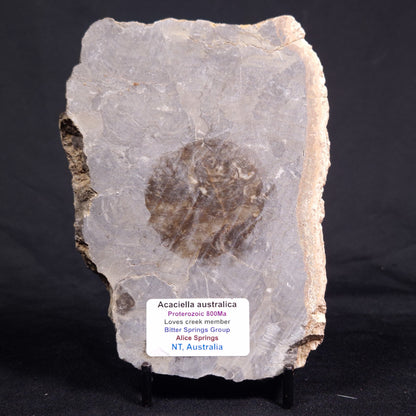 ACACIELLA AUSTRALICA STROMATOLITE, Proterozoic, Australia ZAA015