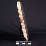 ACACIELLA AUSTRALICA STROMATOLITE, Proterozoic, Australia ZAA015