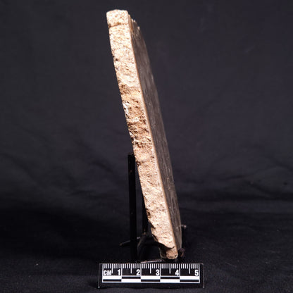 ACACIELLA AUSTRALICA STROMATOLITE, Proterozoic, Australia ZAA015