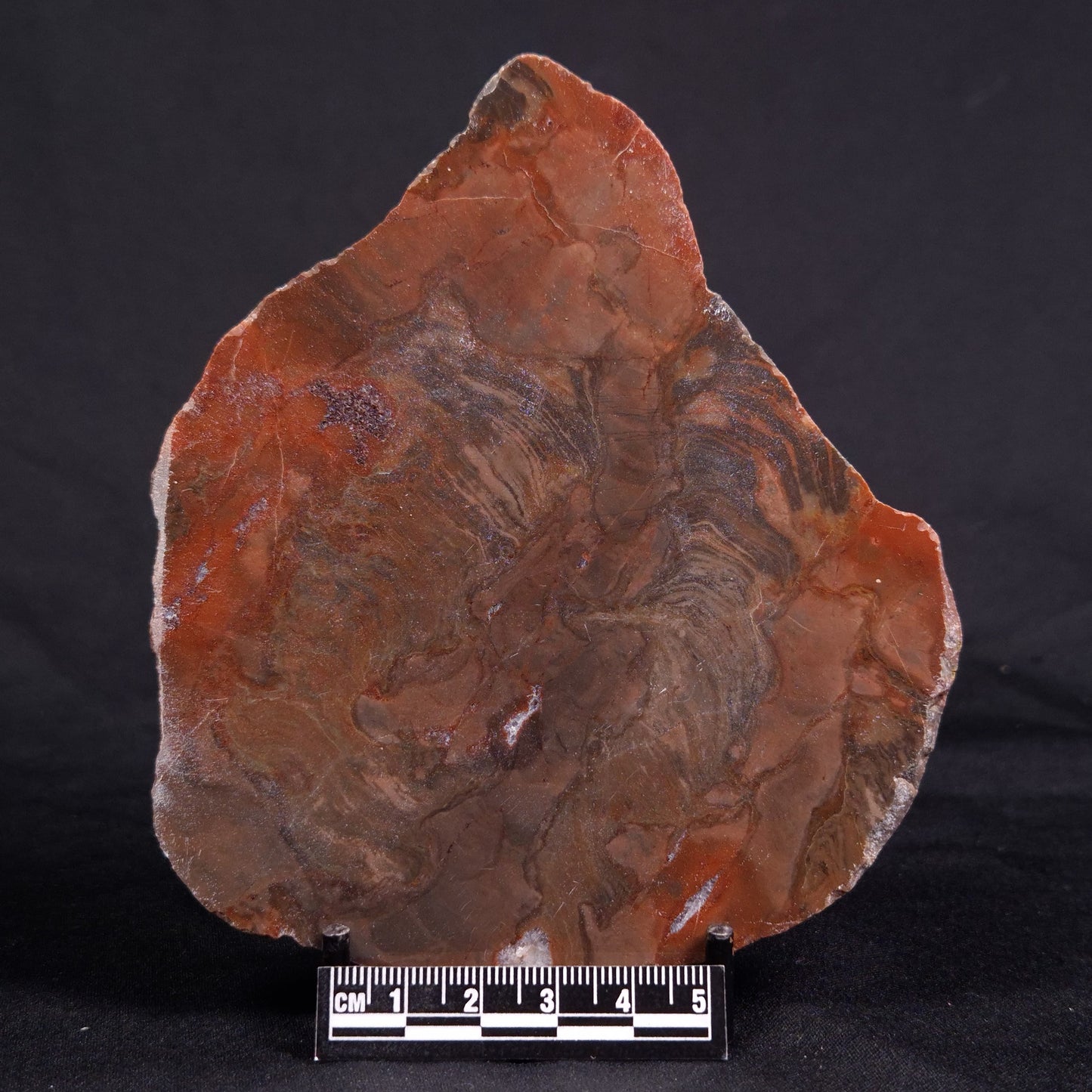 ACACIELLA AUSTRALICA STROMATOLITE, Proterozoic, Australia ZAA016
