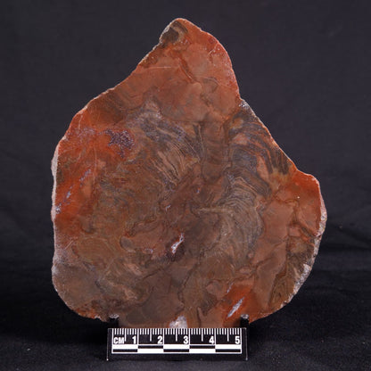 ACACIELLA AUSTRALICA STROMATOLITE, Proterozoic, Australia ZAA016