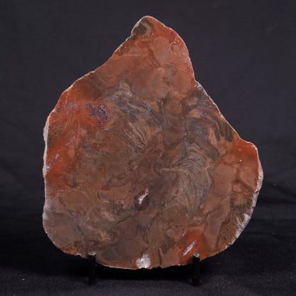 ACACIELLA AUSTRALICA STROMATOLITE, Proterozoic, Australia ZAA016