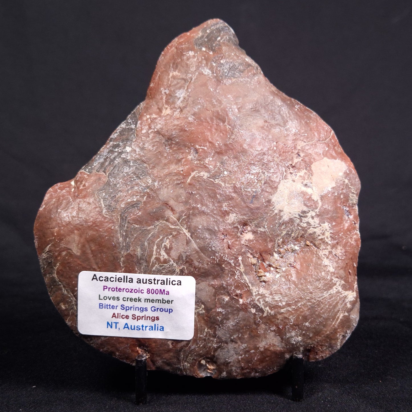 ACACIELLA AUSTRALICA STROMATOLITE, Proterozoic, Australia ZAA016