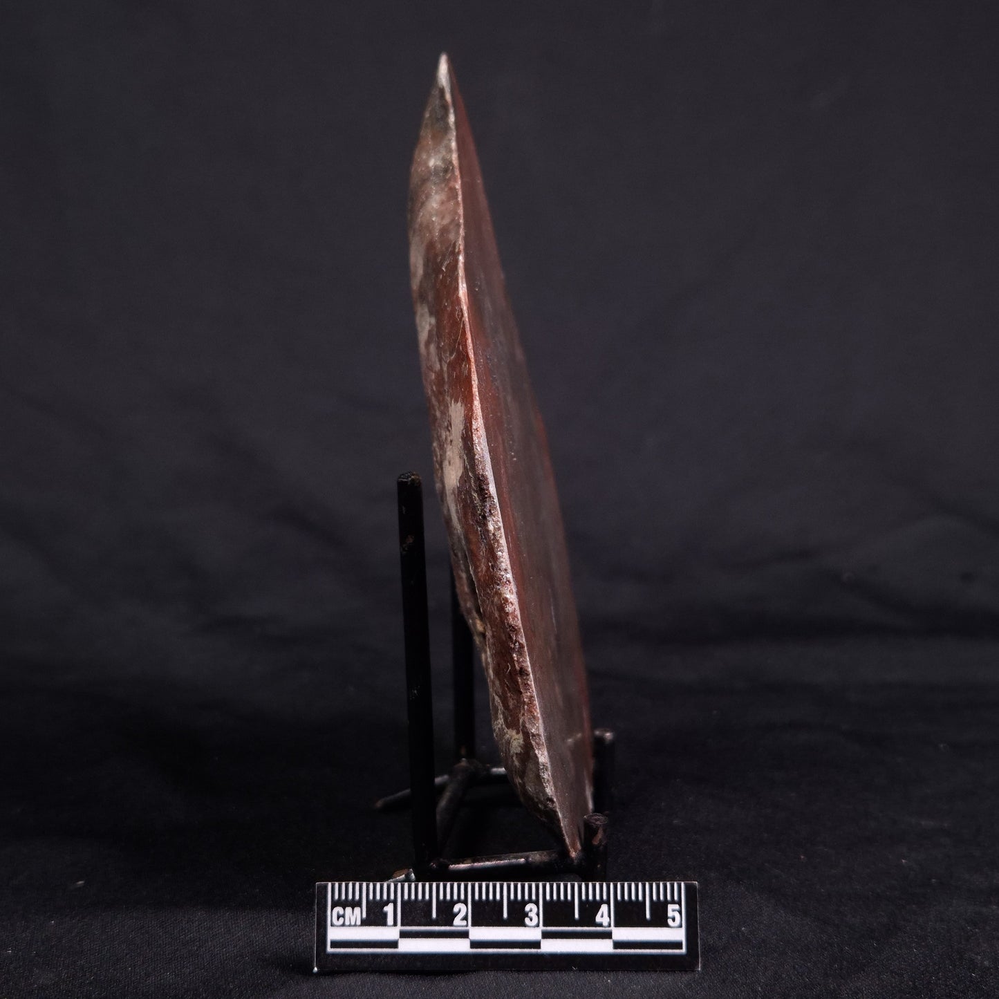 ACACIELLA AUSTRALICA STROMATOLITE, Proterozoic, Australia ZAA016