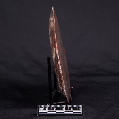 ACACIELLA AUSTRALICA STROMATOLITE, Proterozoic, Australia ZAA016