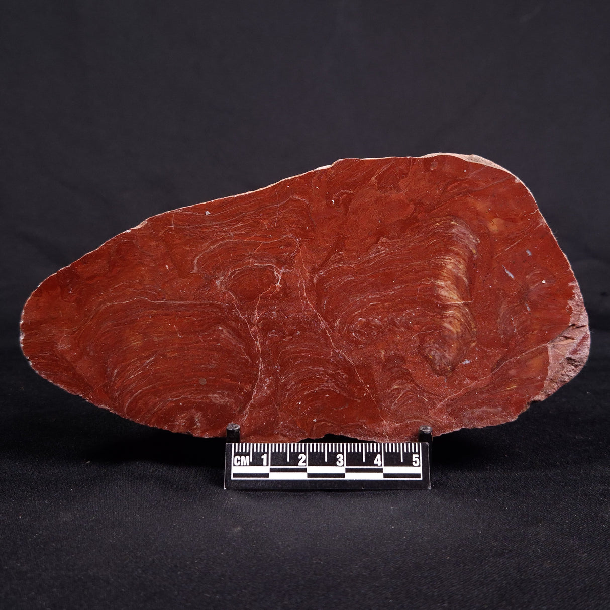 ACACIELLA AUSTRALICA STROMATOLITE, Proterozoic, Australia ZAA017