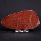 ACACIELLA AUSTRALICA STROMATOLITE, Proterozoic, Australia ZAA017