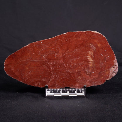 ACACIELLA AUSTRALICA STROMATOLITE, Proterozoic, Australia ZAA017