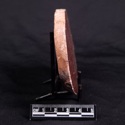 ACACIELLA AUSTRALICA STROMATOLITE, Proterozoic, Australia ZAA017