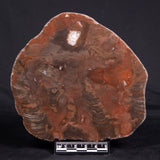 ACACIELLA AUSTRALICA STROMATOLITE, Proterozoic, Australia ZAA018