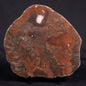 ACACIELLA AUSTRALICA STROMATOLITE, Proterozoic, Australia ZAA018