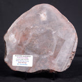 ACACIELLA AUSTRALICA STROMATOLITE, Proterozoic, Australia ZAA018