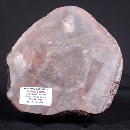 ACACIELLA AUSTRALICA STROMATOLITE, Proterozoic, Australia ZAA018