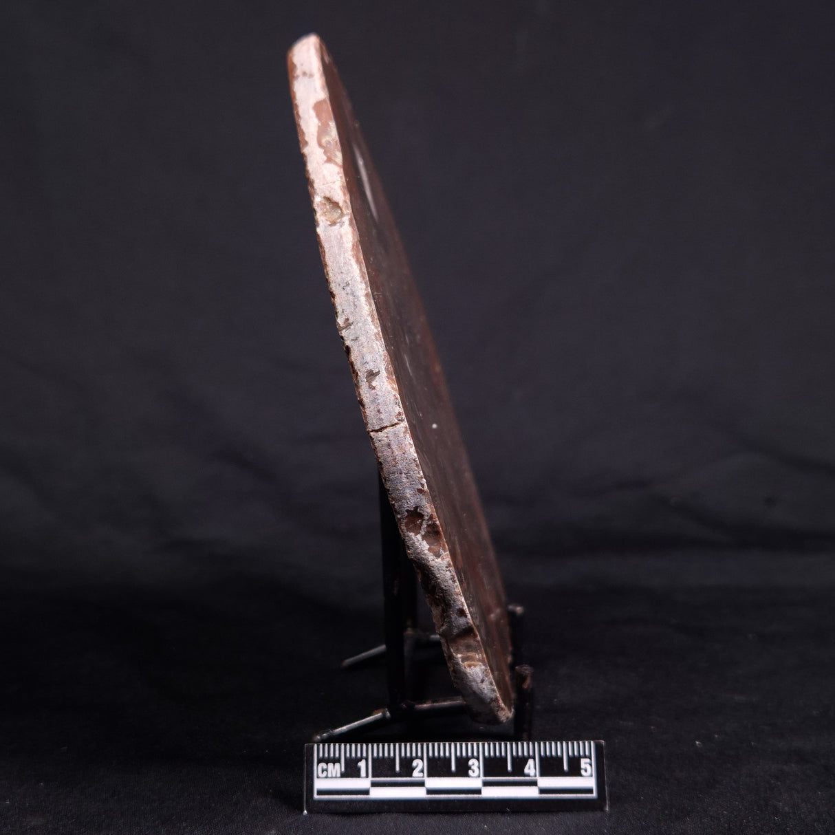 ACACIELLA AUSTRALICA STROMATOLITE, Proterozoic, Australia ZAA018