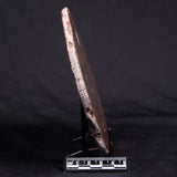 ACACIELLA AUSTRALICA STROMATOLITE, Proterozoic, Australia ZAA018