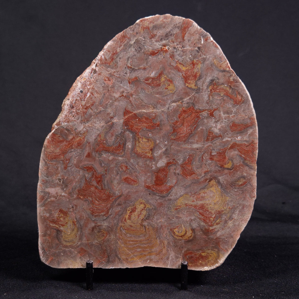 ACACIELLA AUSTRALICA STROMATOLITE, Proterozoic, Australia ZAA019