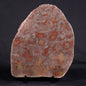 ACACIELLA AUSTRALICA STROMATOLITE, Proterozoic, Australia ZAA019