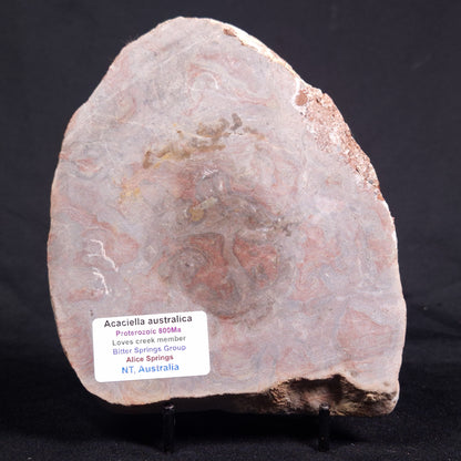 ACACIELLA AUSTRALICA STROMATOLITE, Proterozoic, Australia ZAA019