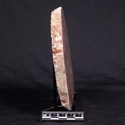 ACACIELLA AUSTRALICA STROMATOLITE, Proterozoic, Australia ZAA019