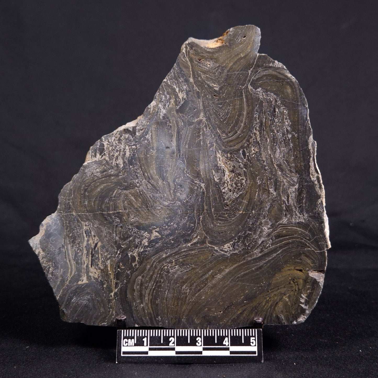 ACACIELLA AUSTRALICA STROMATOLITE, Proterozoic, Australia ZAA020