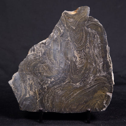 ACACIELLA AUSTRALICA STROMATOLITE, Proterozoic, Australia ZAA020