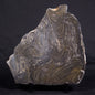 ACACIELLA AUSTRALICA STROMATOLITE, Proterozoic, Australia ZAA020
