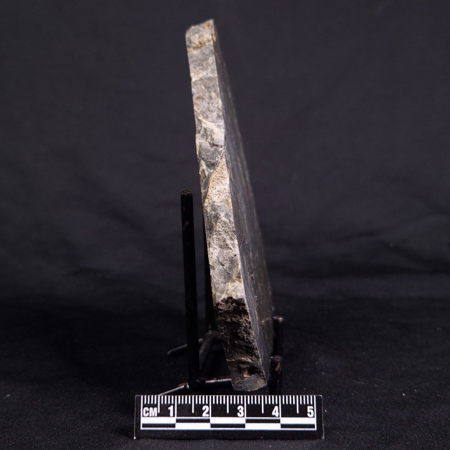 ACACIELLA AUSTRALICA STROMATOLITE, Proterozoic, Australia ZAA020