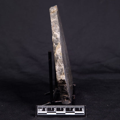 ACACIELLA AUSTRALICA STROMATOLITE, Proterozoic, Australia ZAA020