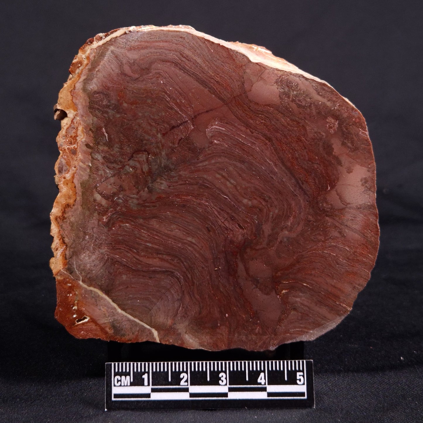 ACACIELLA AUSTRALICA STROMATOLITE, Proterozoic, Australia ZAA021